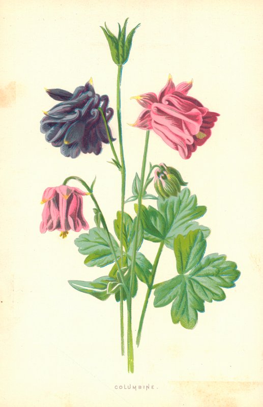 Akeleje af Frederick Edward Hulme