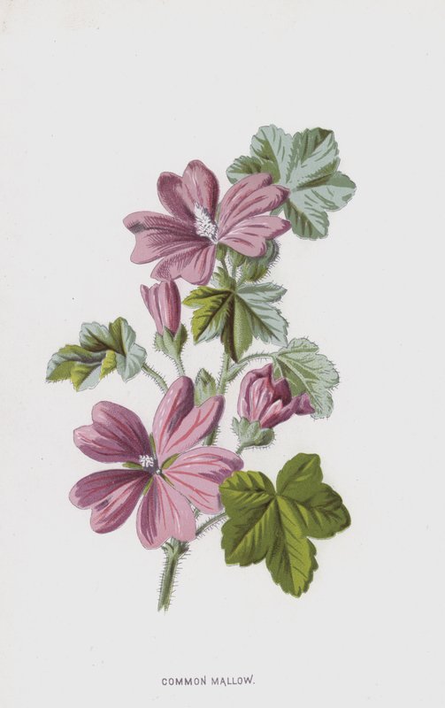 Almindelig malve (chromolitho) af Frederick Edward Hulme