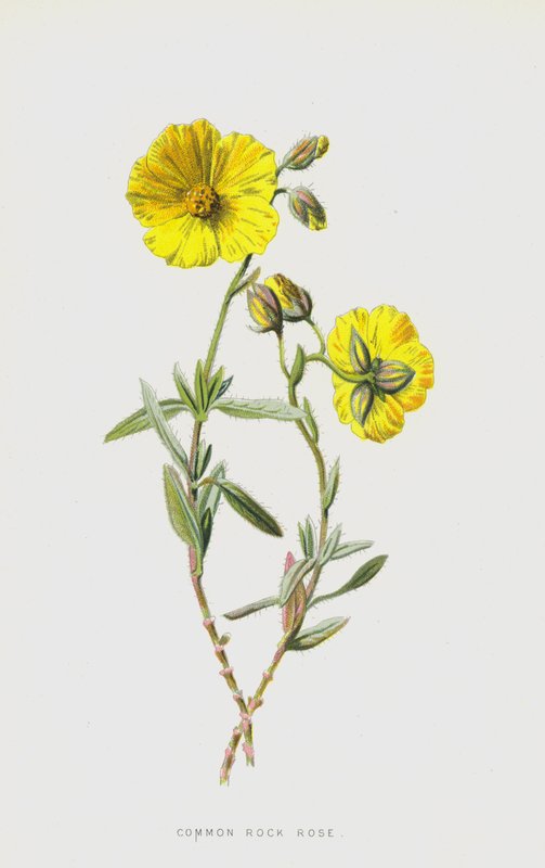 Common Rock Rose (chromolitho) af Frederick Edward Hulme