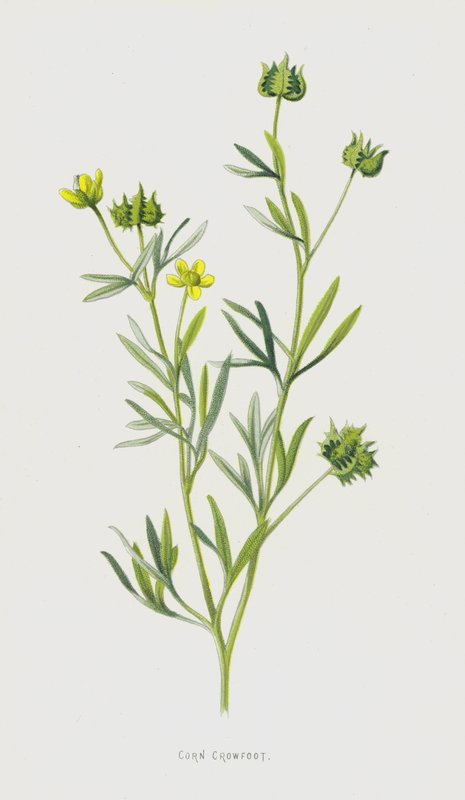 Majskragefod (chromolitho) af Frederick Edward Hulme