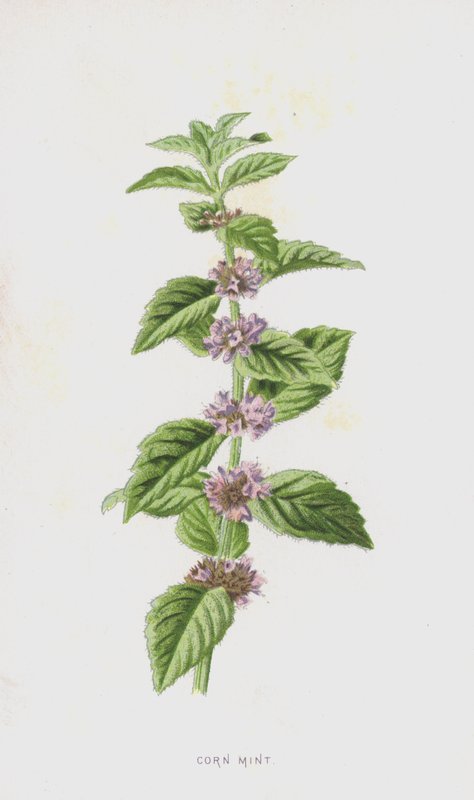 Majsmynte (chromolitho) af Frederick Edward Hulme