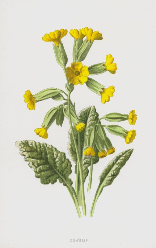 Cowslip (chromolitho) af Frederick Edward Hulme