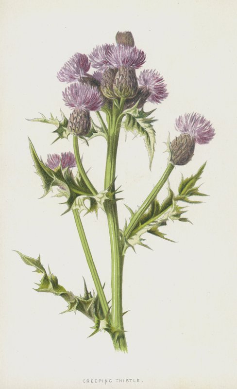 Krybende tidsel (chromolitho) af Frederick Edward Hulme
