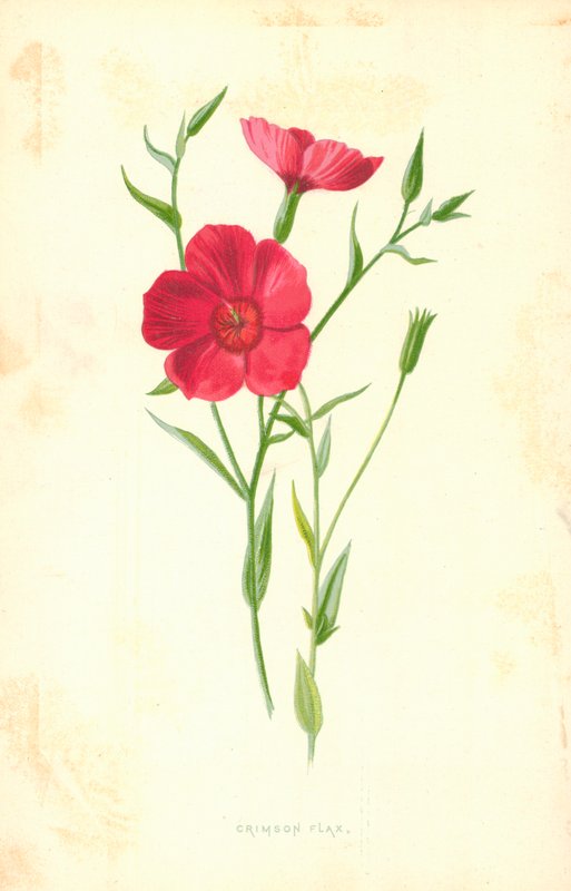 Crimson hør af Frederick Edward Hulme