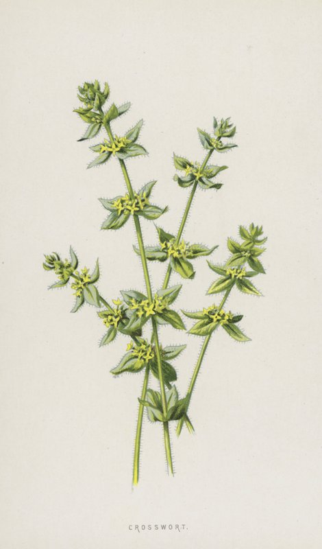Krydsurt (chromolitho) af Frederick Edward Hulme