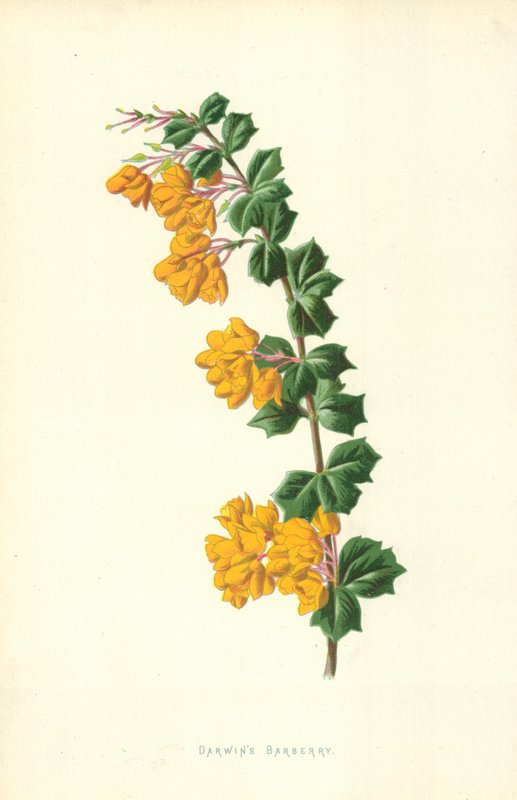 Darwins berberis af Frederick Edward Hulme