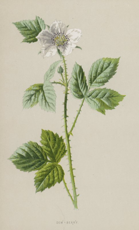 Dew-Berry (chromolitho) af Frederick Edward Hulme