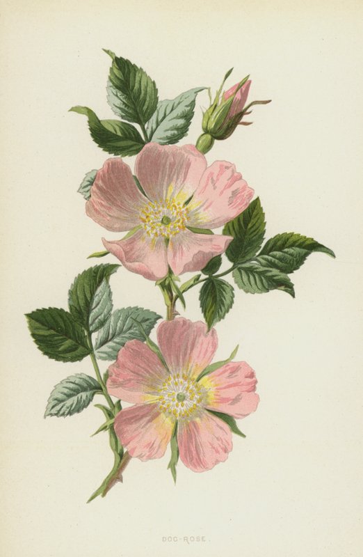 Dog-Rose (chromolitho) af Frederick Edward Hulme