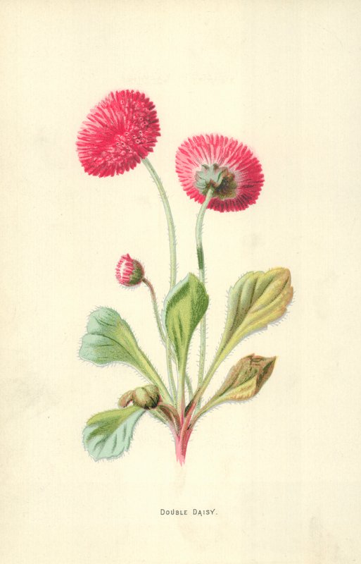 Dobbelt Daisy af Frederick Edward Hulme