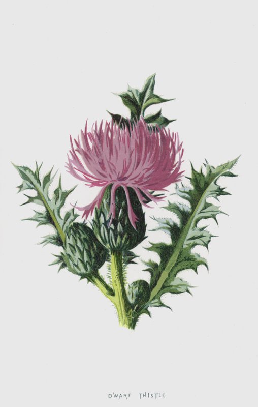 Dværgetidsel (chromolitho) af Frederick Edward Hulme