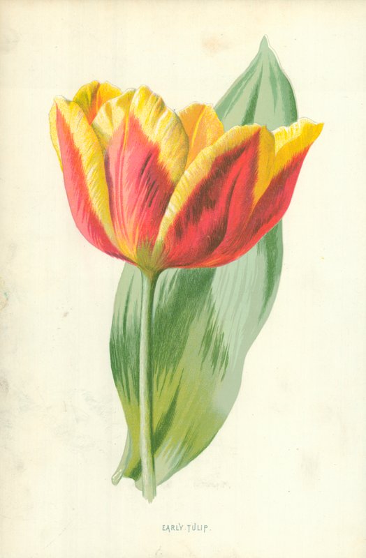 Tidlig Tulipan af Frederick Edward Hulme
