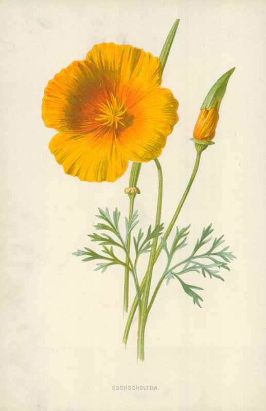 Eschscholtzia af Frederick Edward Hulme