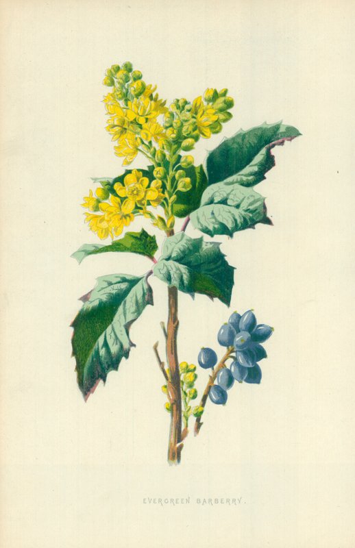 Stedsegrøn berberis af Frederick Edward Hulme
