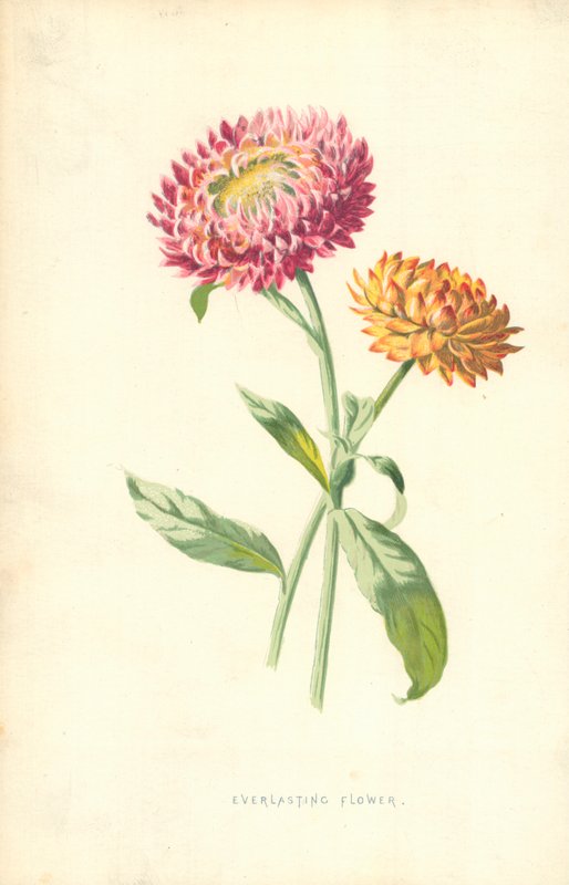 Evig blomst af Frederick Edward Hulme