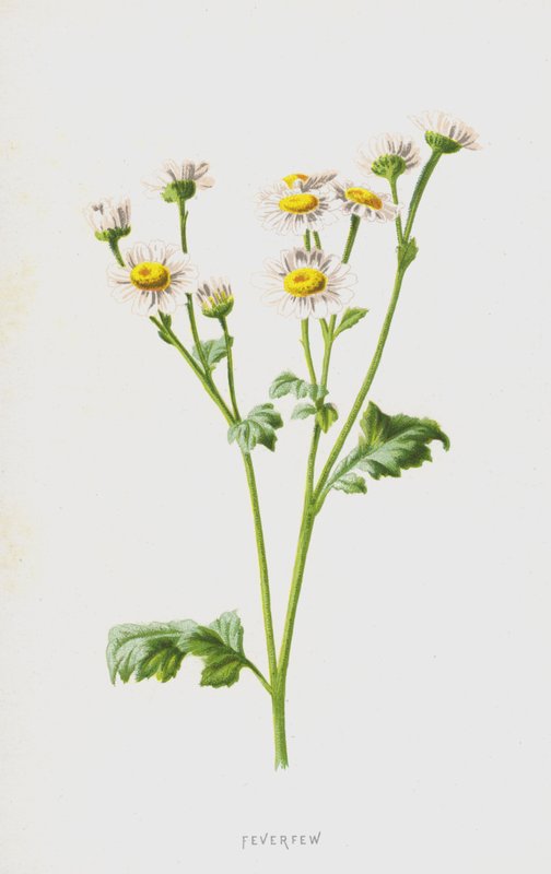Feberfew (chromolitho) af Frederick Edward Hulme