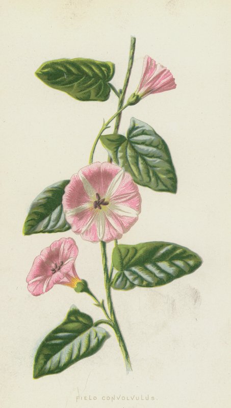 Field Convolvulus (chromolitho) af Frederick Edward Hulme