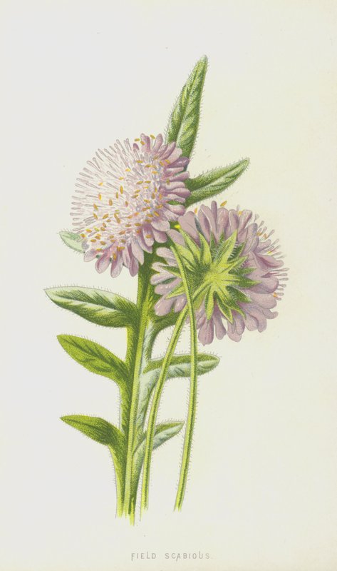 Markskarntyde (chromolitho) af Frederick Edward Hulme