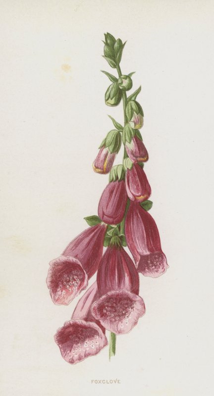 Rævehandske (chromolitho) af Frederick Edward Hulme