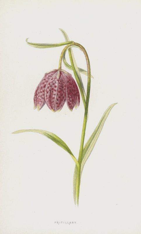 Fritillary (chromolitho) af Frederick Edward Hulme