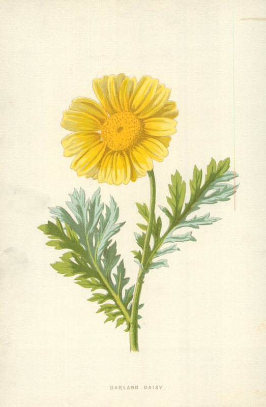 Garland Daisy af Frederick Edward Hulme