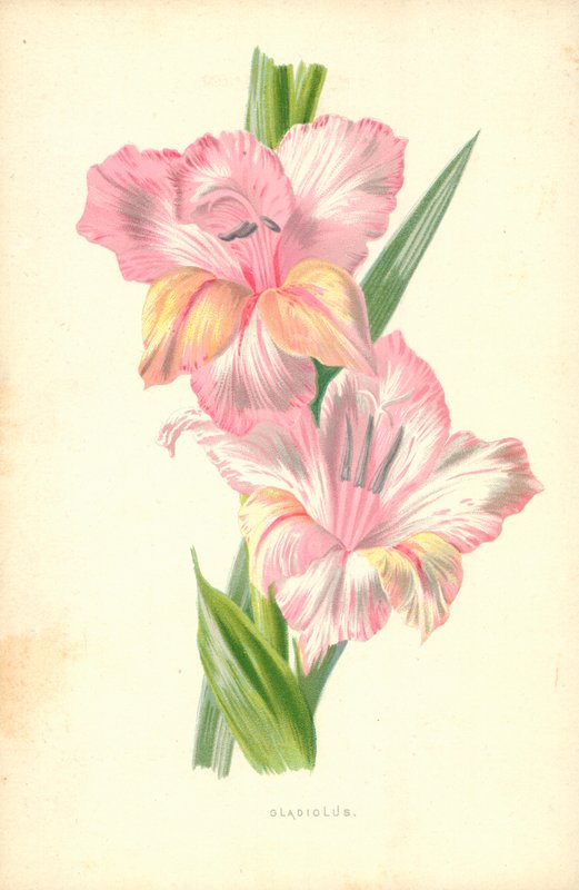 Gladiolus af Frederick Edward Hulme