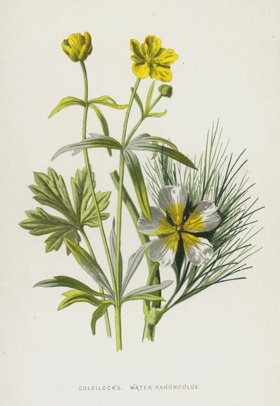 Guldlokke, Vand Ranunkel (chromolitho) af Frederick Edward Hulme