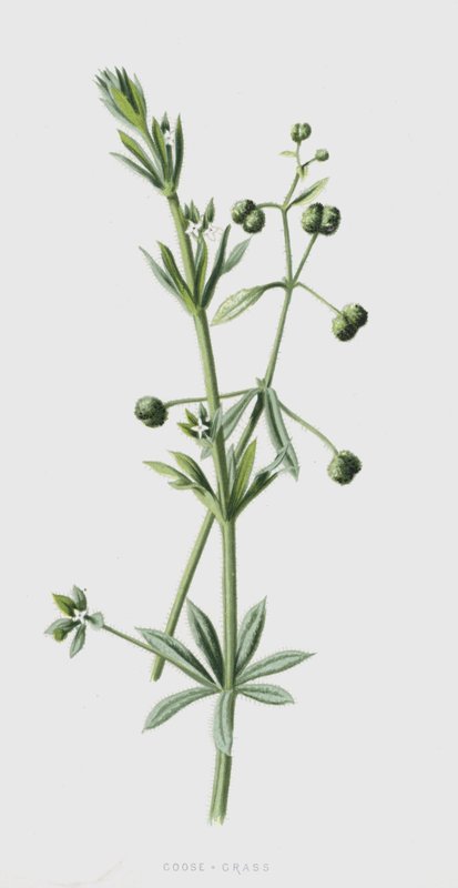 Gåsegræss (chromolitho) af Frederick Edward Hulme
