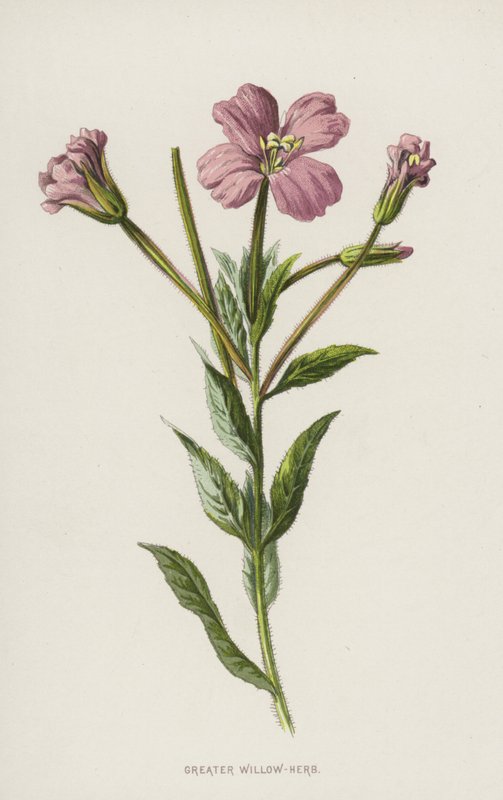 Større pileurt (chromolitho) af Frederick Edward Hulme