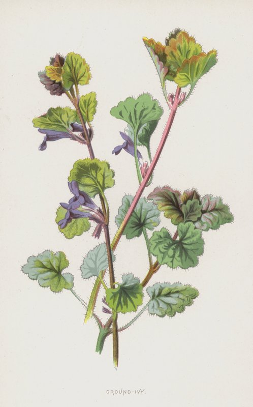 Ground-Ivy (chromolitho) af Frederick Edward Hulme