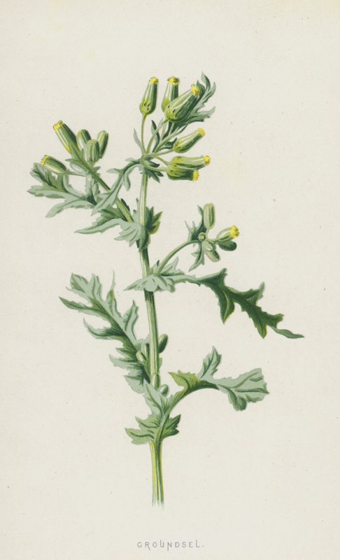 Groundsel (chromolitho) af Frederick Edward Hulme