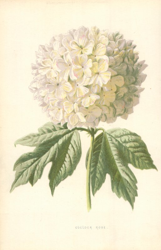 Gulder Rose af Frederick Edward Hulme