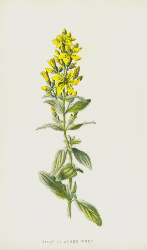Behåret perikon (chromolitho) af Frederick Edward Hulme