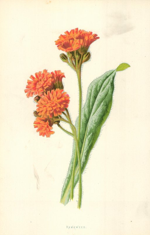 Høgeurt af Frederick Edward Hulme