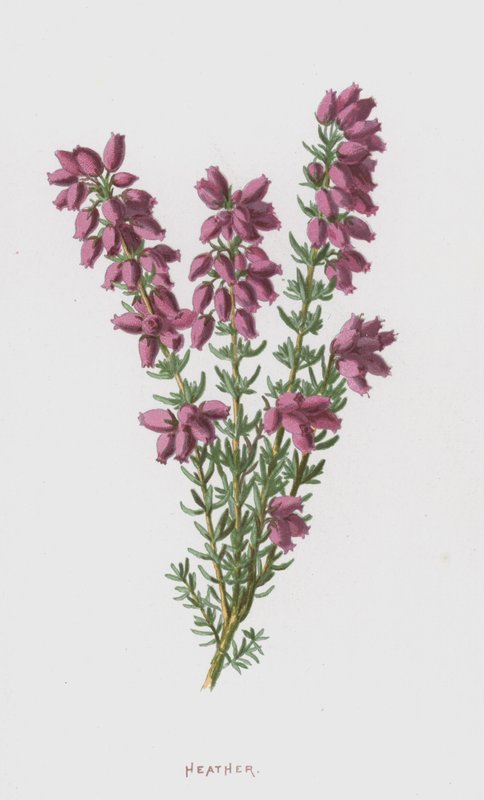 Lyng (chromolitho) af Frederick Edward Hulme