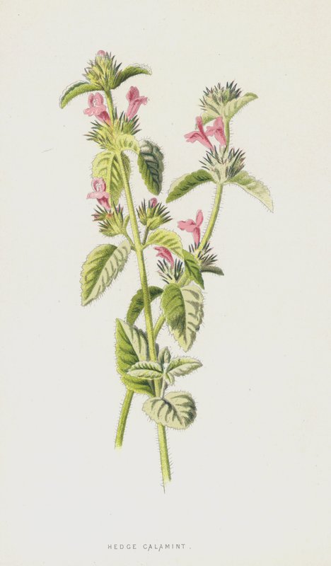 Hedge Calamint (chromolitho) af Frederick Edward Hulme