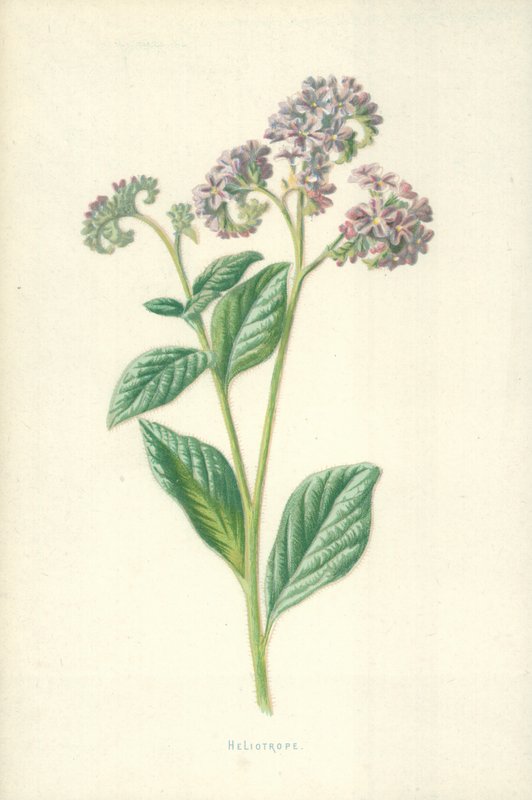 Heliotrop af Frederick Edward Hulme