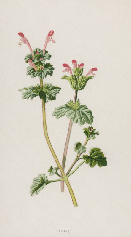 Henbit (chromolitho) af Frederick Edward Hulme