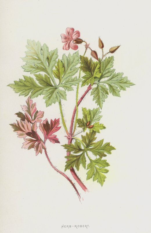 Herb-Robert (chromolitho) af Frederick Edward Hulme