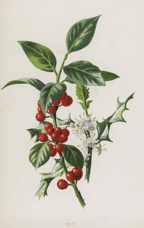 Holly (chromolitho) af Frederick Edward Hulme