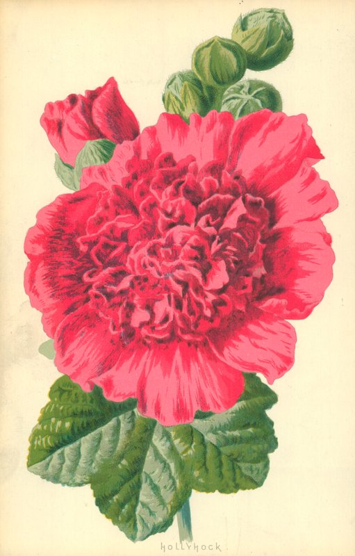 Stokrose af Frederick Edward Hulme