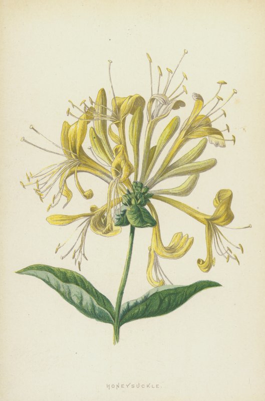 Honeysuckle (chromolitho) af Frederick Edward Hulme
