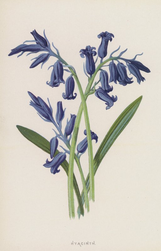 Hyacint (chromolitho) af Frederick Edward Hulme