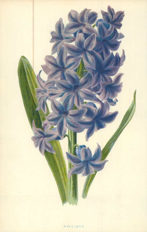 Hyacint af Frederick Edward Hulme