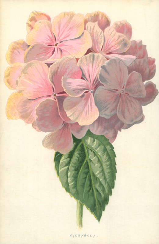 Hortensia af Frederick Edward Hulme