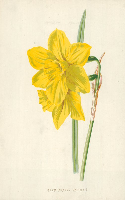 Usammenlignelig påskelilje af Frederick Edward Hulme