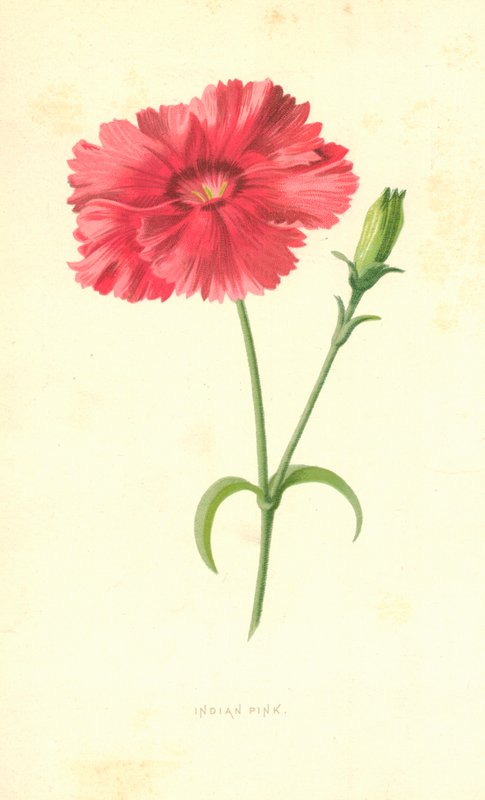 Indisk lyserød af Frederick Edward Hulme
