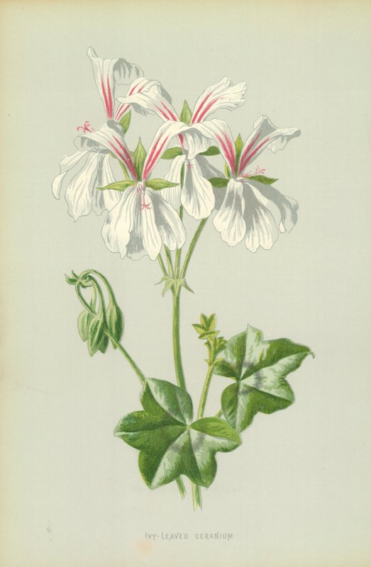 Efeu-bladet geranium af Frederick Edward Hulme