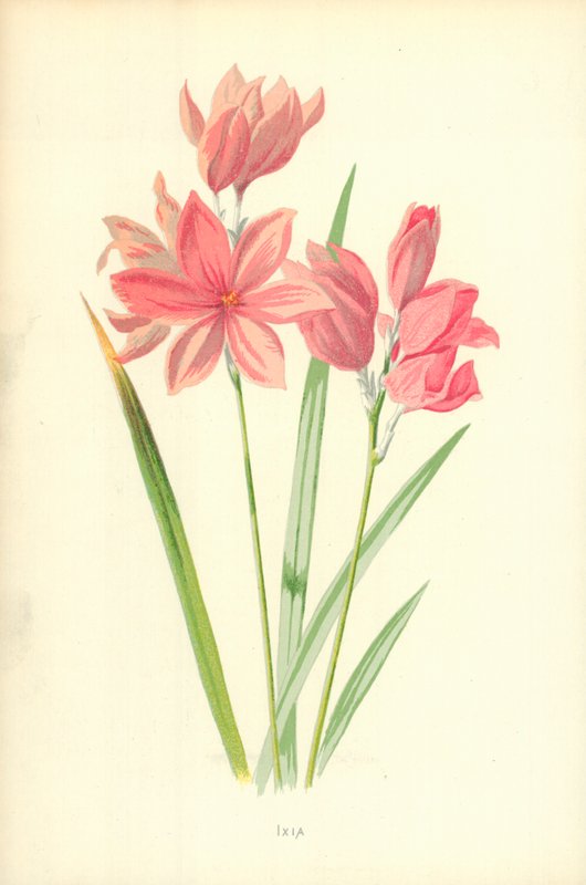Ixia af Frederick Edward Hulme