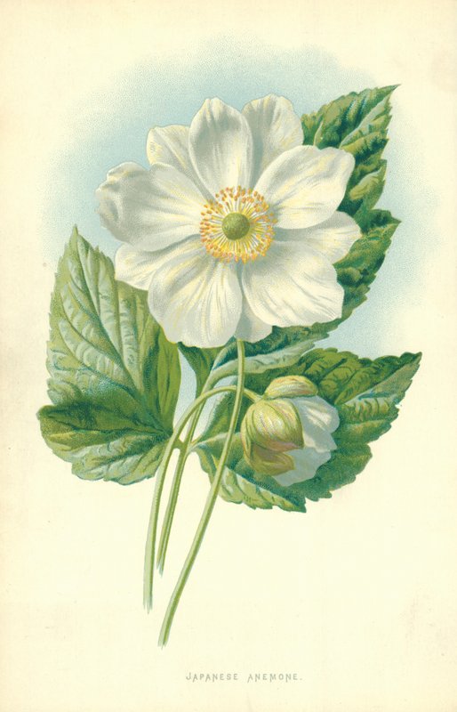 Japansk anemone af Frederick Edward Hulme
