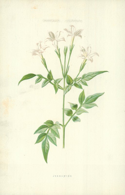 Jessamine af Frederick Edward Hulme